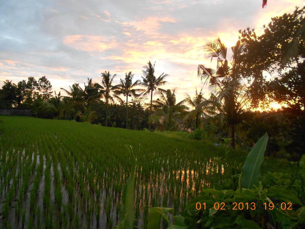 Villa Jasmine B&B Ubud Quarto foto